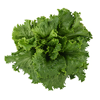 Caesar salad with green leaf lettuce