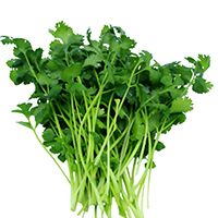 Fresh cilantro for chimichurri
